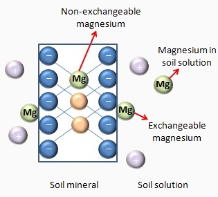 magnesium-soil.jpg