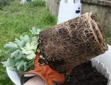 /Cms_Data/Contents/smart-eng/Media/Articlephotos/Irrigation-scheduling-in-soilless-culture.jpg