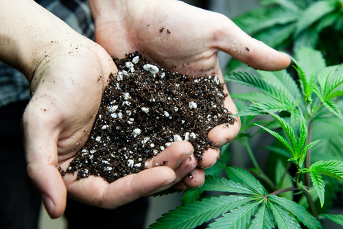 cannabis-soil.jpg