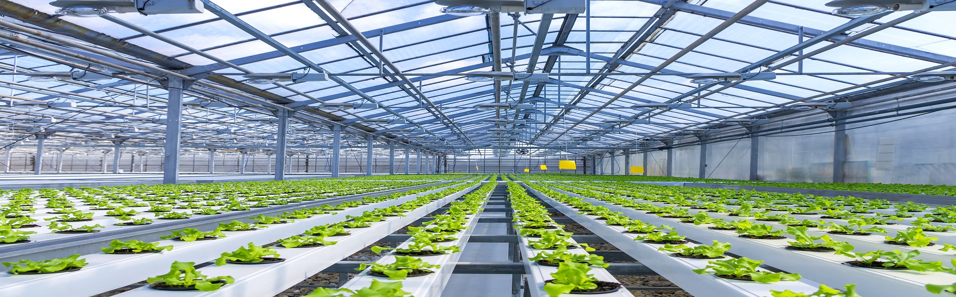 The challenges of Growing in a Closed Hydroponic System