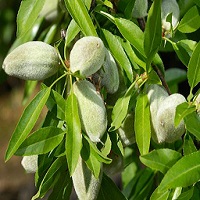 almond fertilizer recommendation