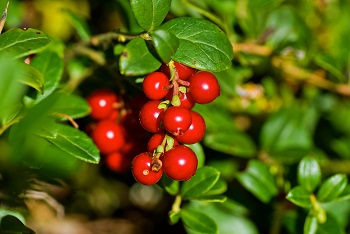 Guidelines for Coffee Growing