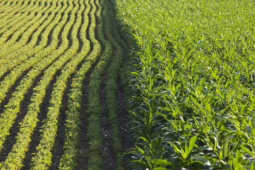 Precision-agriculture.jpg
