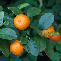 orange fertilizer recommendtion
