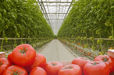 tomato33.jpg