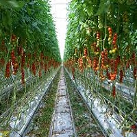 tomatoes fertilizer recommendation hydroponics