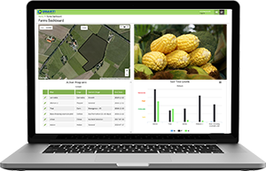 corn-field-green.jpg
