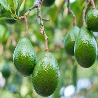 Avocado_small.jpg