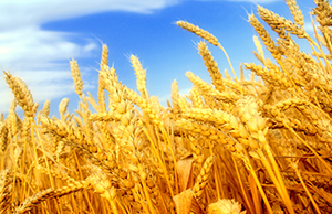 Optimización de Formulacion de Fertilizantes para Mejorar los Rendimientos de Grano