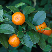 Manejo de la Fertilización en Citrus