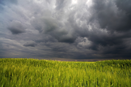 stormy-weather-wheat-field.jpg