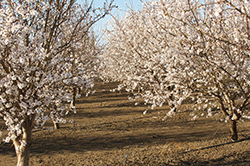 almond-orchard.png