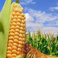 corn.jpg