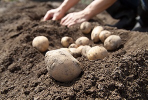 potato4.jpg