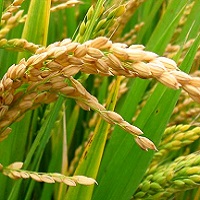 arroz Fertilización