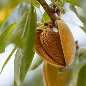 Óptima Fertilización en Almendra