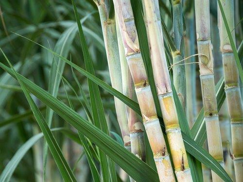 Guía Para el Cultivo de la Caña de Azúcar