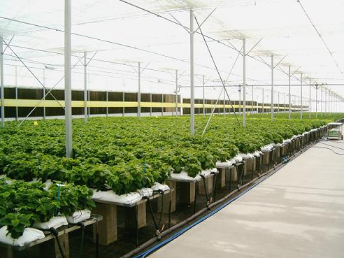Open-hydroponic-system.jpg