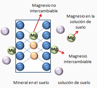 Fracciones del magnesio en suelo