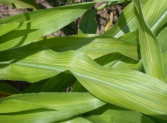 Sulfur deficiency in corn