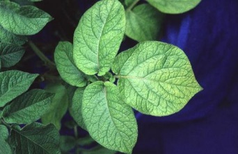 Sulfur deficiency in soybean