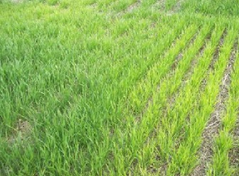 Sulfur deficiency in wheat