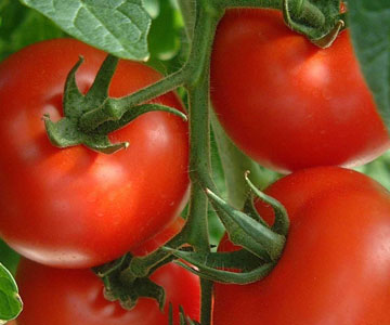 Tomato