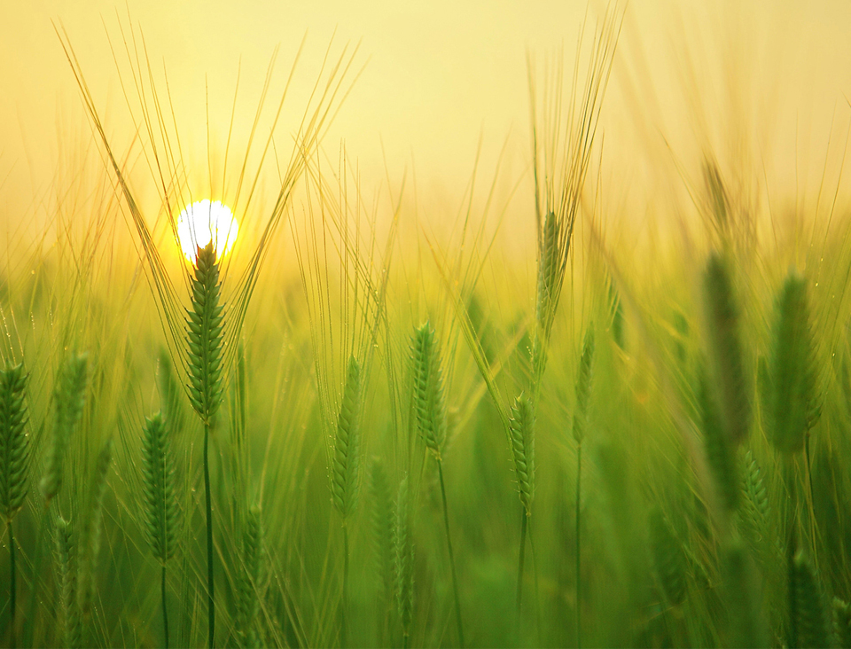 Smart Fertilizer Software Application