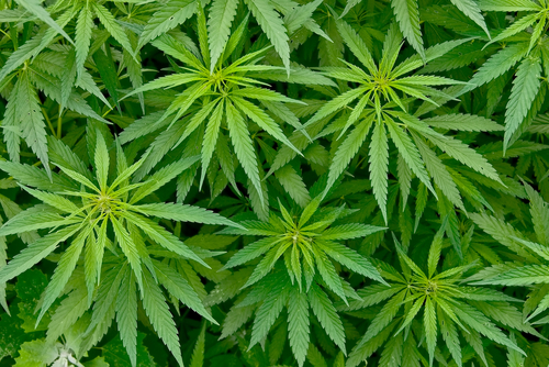 Nutrient Management of Cannabis