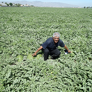 Enrique Escoto