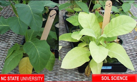 Sulfur in plants and soil